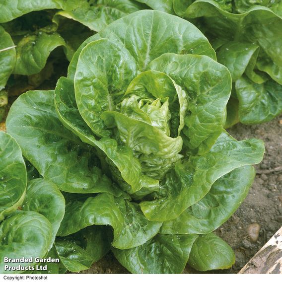 Lettuce 'Little Gem' - Seeds