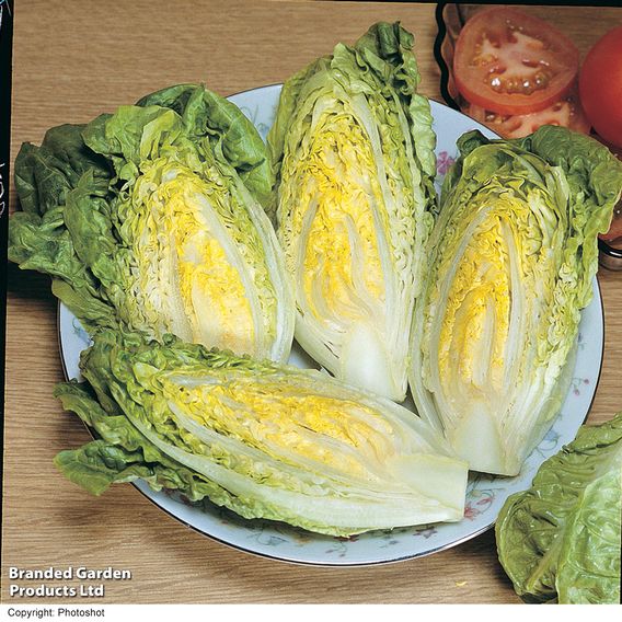 Lettuce 'Little Gem' - Seeds