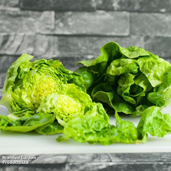 Lettuce 'Little Gem' - Seeds