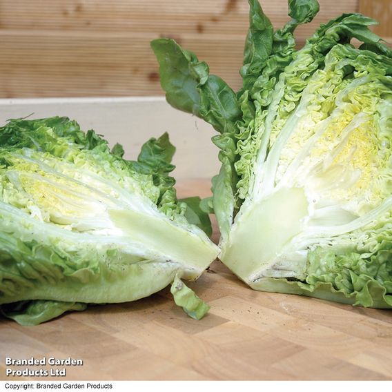 Lettuce 'Little Gem' (Cos)