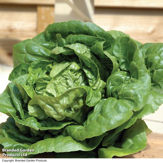 Lettuce 'Little Gem' - Seeds
