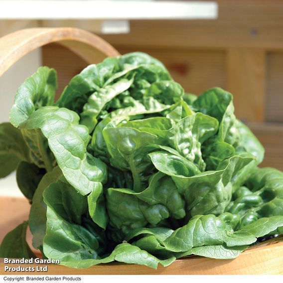 Lettuce 'Little Gem' - Seeds