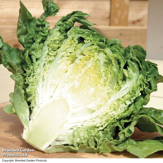 Lettuce 'Little Gem' - Seeds