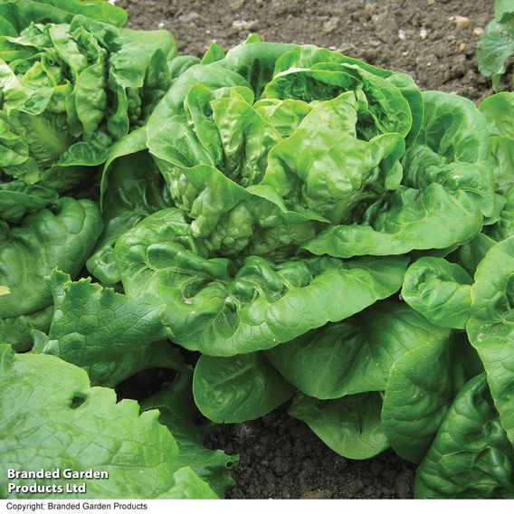 Lettuce 'Little Gem' - Seeds