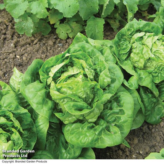 Lettuce 'Little Gem' (Cos)