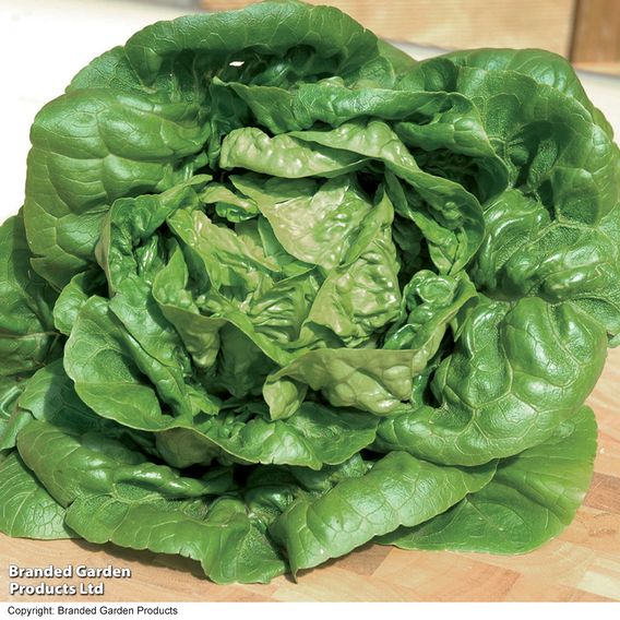 Lettuce 'Little Gem' - Seeds