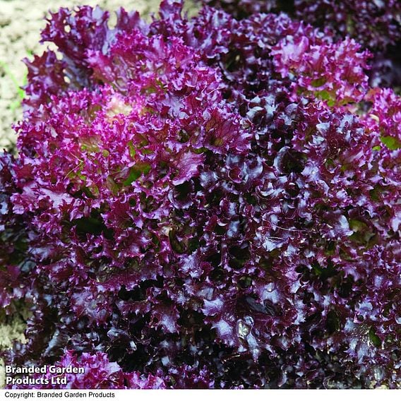 Lettuce 'Lollo Rosso' - Organic Seeds