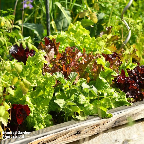 Lettuce 'Mix' - Organic Seeds