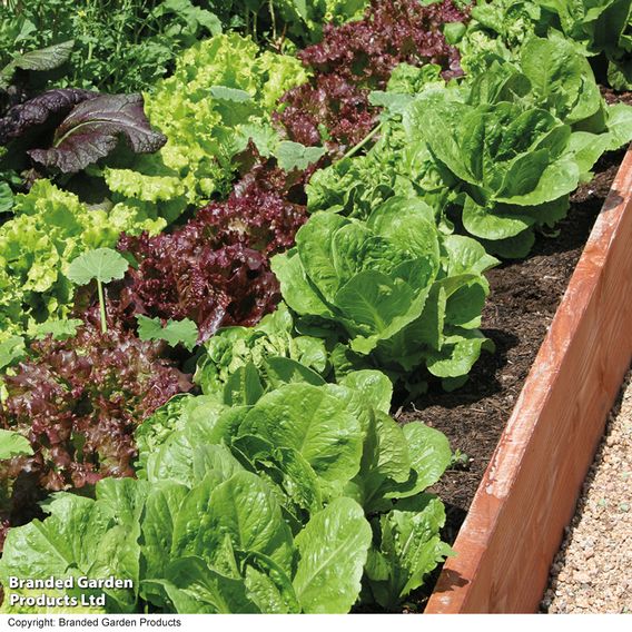 Lettuce 'Mix' - Organic Seeds
