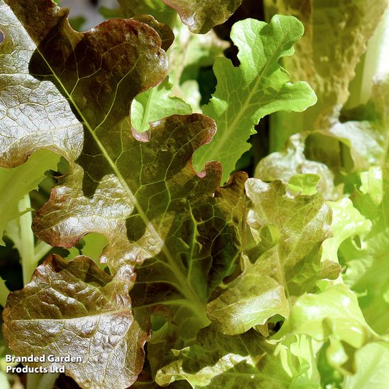 Lettuce 'Mix' - Organic Seeds