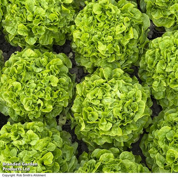 Lettuce 'Pleasance' - Seeds