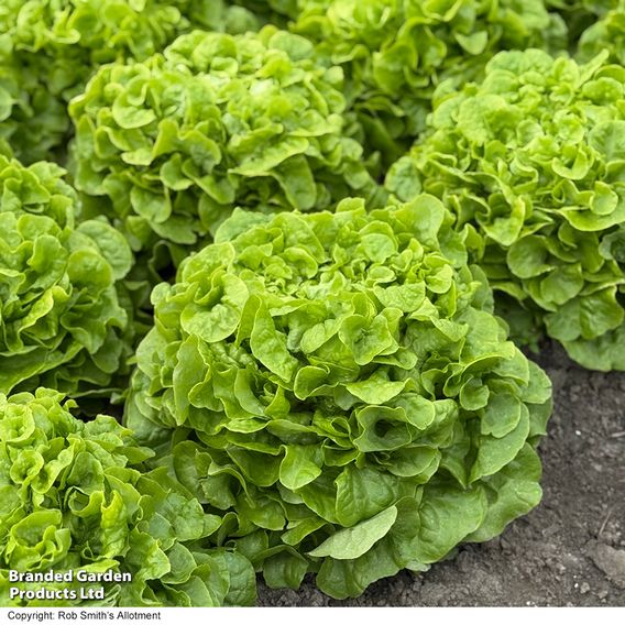 Lettuce 'Pleasance' - Seeds