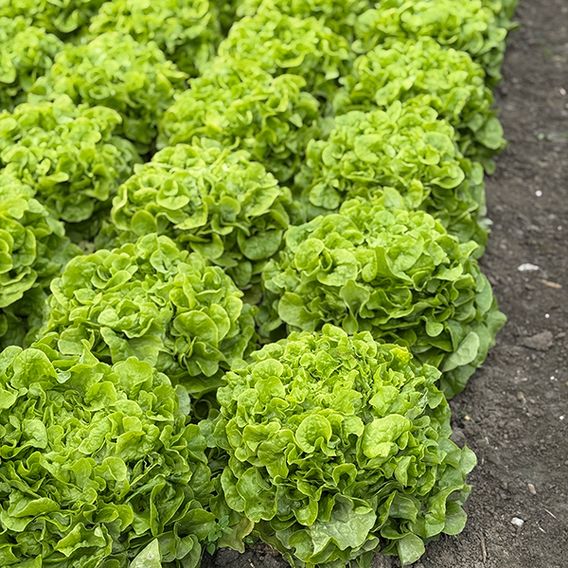 Lettuce 'Pleasance' - Seeds