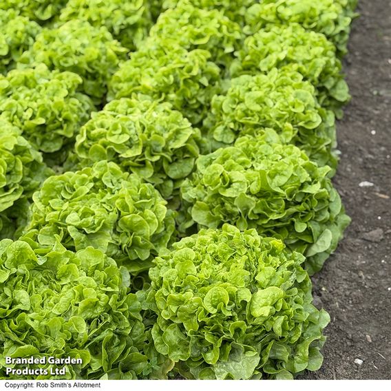 Lettuce 'Pleasance' - Seeds
