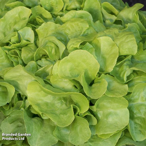Lettuce 'Pleasance' - Seeds