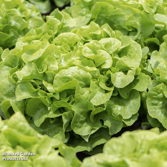 Lettuce 'Pleasance' - Seeds