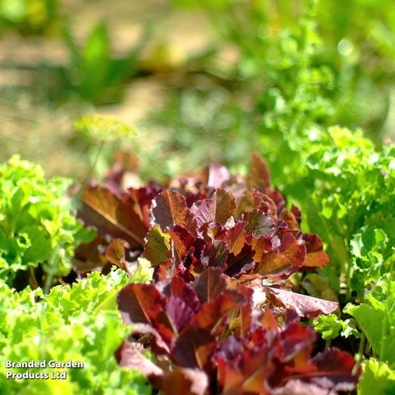 Lettuce 'Red Salad Bowl' - Organic Seeds