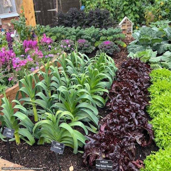Lettuce 'Red Salad Bowl' - Organic Seeds