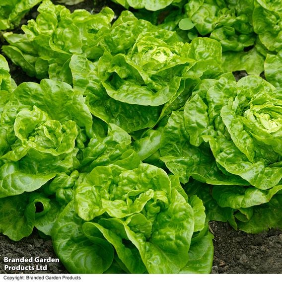 Lettuce 'Tom Thumb' - Organic Seeds