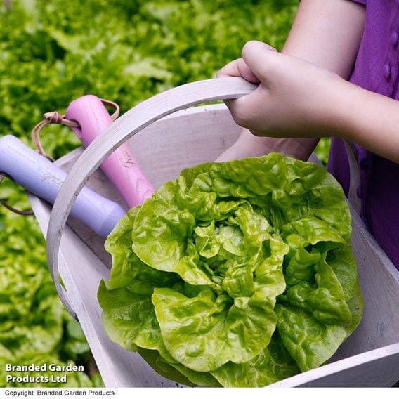 Lettuce 'Tom Thumb' - Organic Seeds