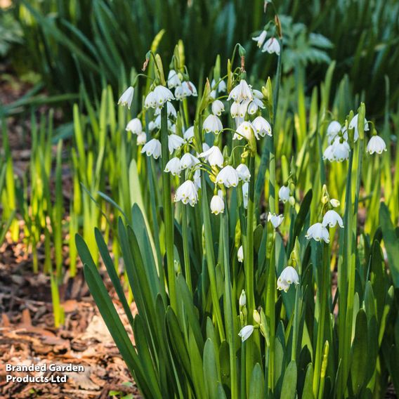 Leucojum aestivum