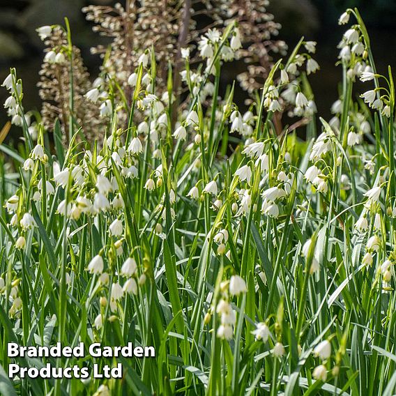 Leucojum aestivum