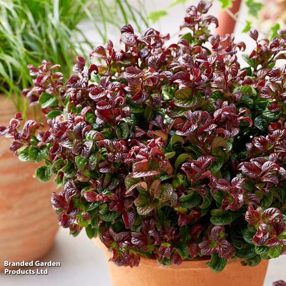 Leucothoe axillaris 'Curly Red'