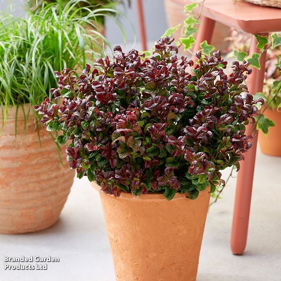 Leucothoe axillaris 'Curly Red'