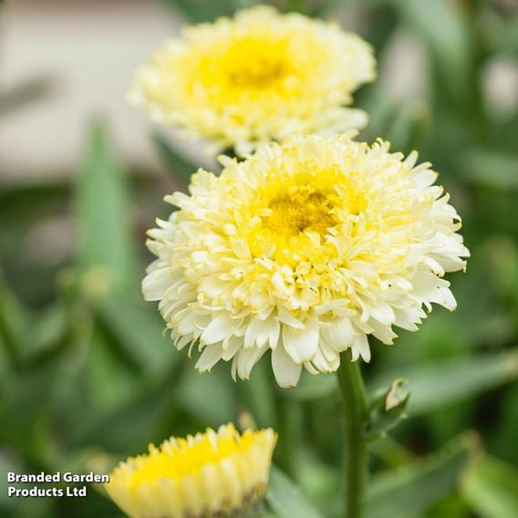 Leucanthemum x superbum 'Luna'