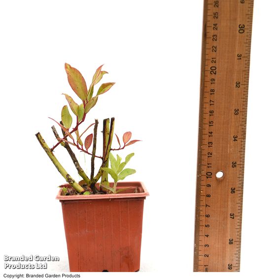 Leucothoe 'Scarletta'