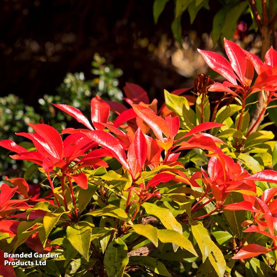 Leucothoe 'Scarletta'