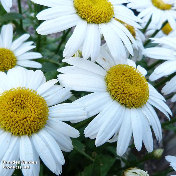 Leucanthemum x maximum 'Snow Lady'