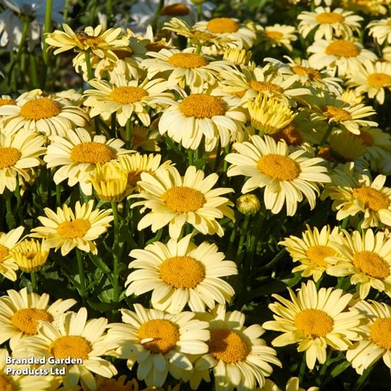 Leucanthemum x superbum 'Spellbook Lumos'