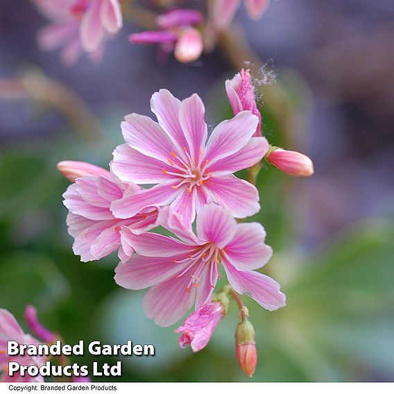 Lewisia cotyledon 'Elise Mixed'