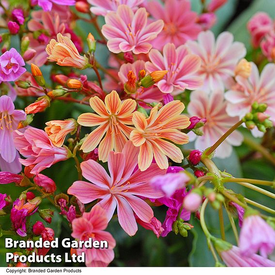 Lewisia cotyledon 'Elise Mixed'