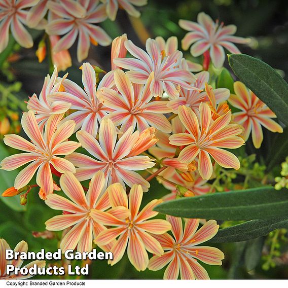 Lewisia cotyledon 'Elise Mixed'