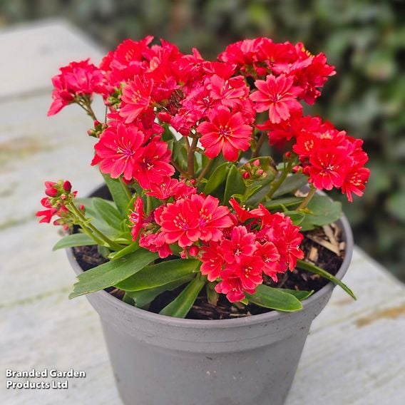 Lewisia cotyledon 'Sunset Glow'