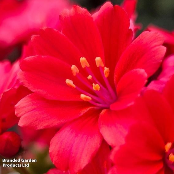 Lewisia cotyledon 'Sunset Glow'