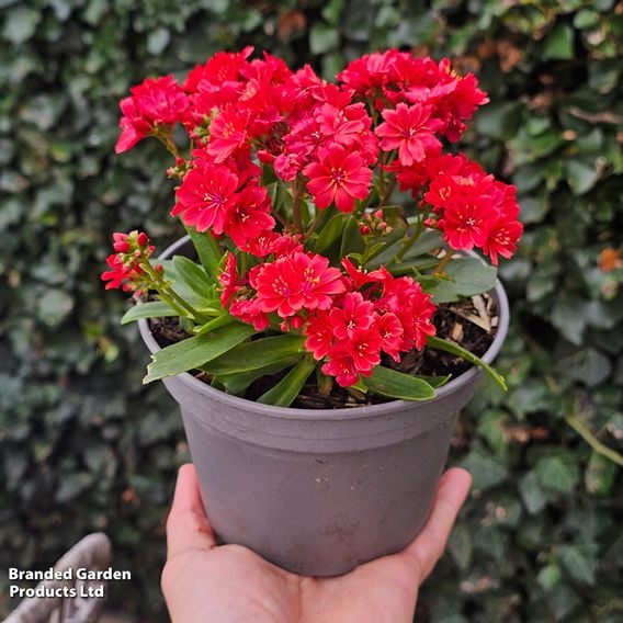 Lewisia cotyledon 'Sunset Glow'