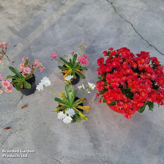 Lewisia cotyledon 'Sunset Glow'