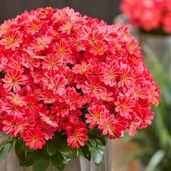 Lewisia cotyledon 'Sunset Glow'