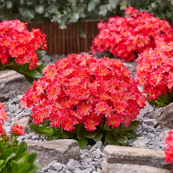 Lewisia cotyledon 'Sunset Glow'