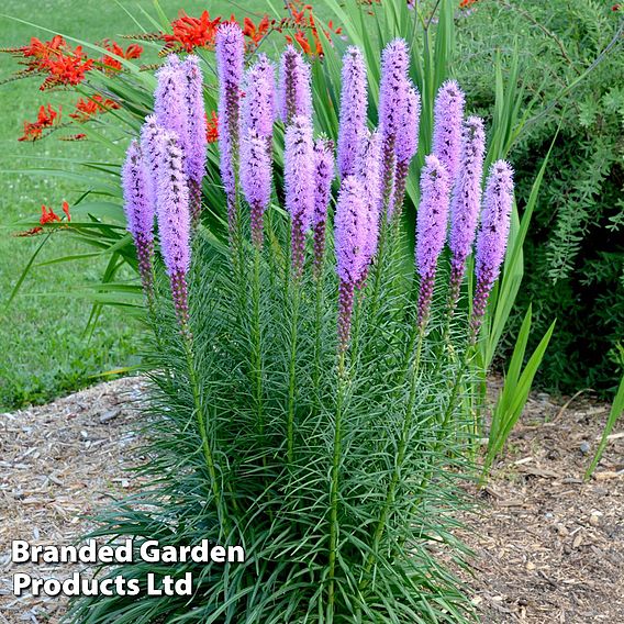 Liatris Spicata