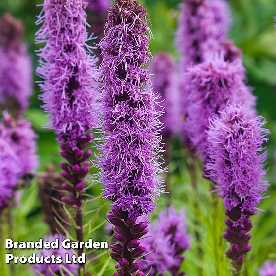 Liatris Spicata