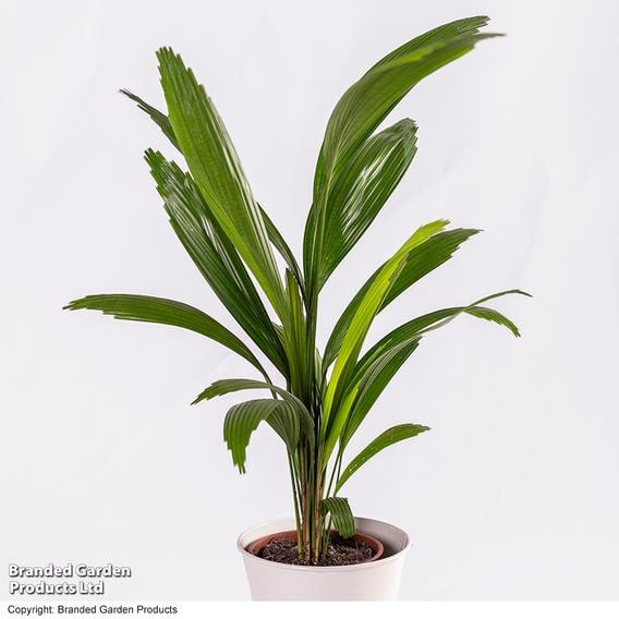 Licuala grandis