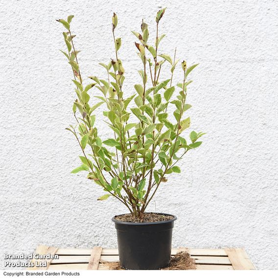 Golden Privet (Hedging)