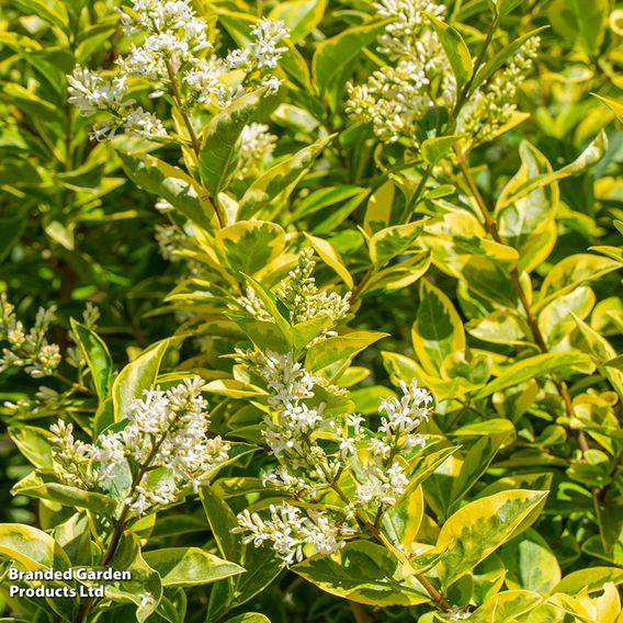 Golden Privet (Hedging)