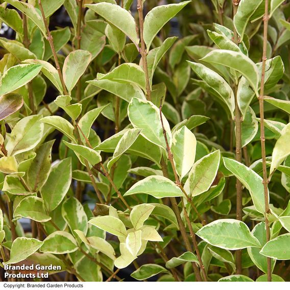 Golden Privet (Hedging)