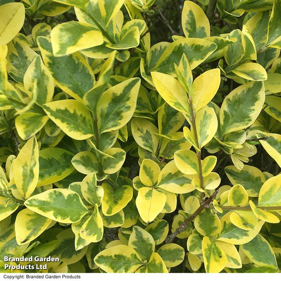 Golden Privet (Hedging)
