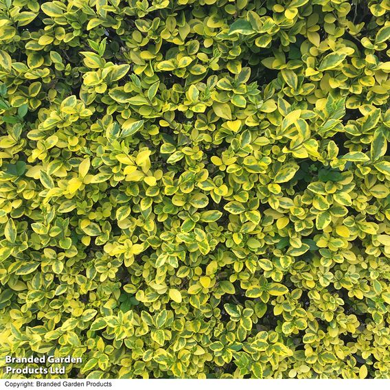 Golden Privet (Hedging)